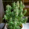 Auto Northern Lights CBD (Pyramid Seeds)