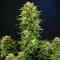 Sementes Feminizadas de Dream Queen Autoflower (Humboldt Seed Company)