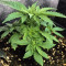 Gorilla Z Seeds