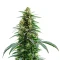 Green Crack Auto Seeds
