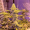 Larry OG Kush Seeds