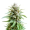 Lemongrass Auto feminisierte Samen (Humboldt Seed Company)