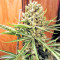 Graines de cannabis Malawi x PCK Regular (Ace Seeds)