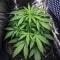 Mango Bubble Cloud feminized seeds