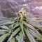 Panama D.C. Seeds