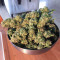 Peyote Critical Seeds