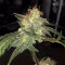 Purple Punch Auto Seeds