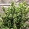 Purple Stilton Auto Seeds