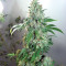 Shiskaberry Feminized Seeds (Barney’s Farm)