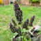 Solomatic Auto CBD Seeds