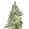 Sour Diesel Seeds