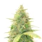 Special Queen 1 Auto Feminized Seeds (Royal Queen Seeds)