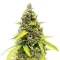 Strawberry Banana Auto Seeds