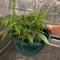 Trop Cherry Seeds (Original Sensible Seeds)