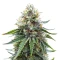Graines féminisées de White Widow (Royal Queen Seeds)