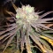 Wombat feminized seeds