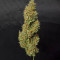 Graines de cannabis Z Auto (Fast Buds)