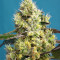 Sweet Gelato Auto Seeds