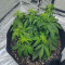 Sementes Feminizadas de Watermelon Z Auto (Barney's Farm)