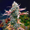 Super Skunk Autoflower (Herbies Seeds)