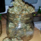 Auto Anubis Seeds