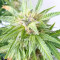 BCN Power Plant Seeds