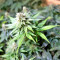 Black Destroyer feminized seeds