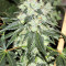Graines de cannabis Chem Berry D regular (Dark Horse Genetics)