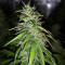 Chemdog #4 (BlimBurn Seeds)
