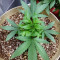 Dogstar Dawg (Big Head Seeds)