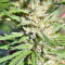 Nepal Jam regular (Ace Seeds)