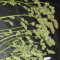 Northern Light x Big Bud Early Harvest feminized seeds