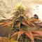 Graines de cannabis Peyote Purple Regular (CannaBioGen)