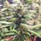 Sandstorm (CannaBioGen)
