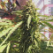 Sour Diesel (Reserva Privada)