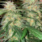 Graines de cannabis Super Critical Auto (GHS)