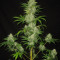 Tyrone Special Auto (Mephisto Genetics)