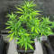Graines féminisées d’Apple Strudel Auto (Fast Buds)