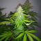 Berry Bomb Auto feminized seeds