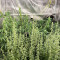 Bruce Banner Autoflower เมล็ดพันธุ์สตรี (Seedkeepers)