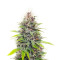 Graines de cannabis Chem OG (Female Seeds)