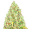 Graines féminisées de Critical XXL (Herbies Seeds)
