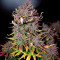 Graines féminisées de LSD-25 Auto (Fast Buds)