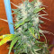 Pumpkin Kush Seeds