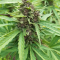 Venta de LSD Auto (Barney's Farm) | Semillas de marihuana feminizadas