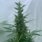 Venta de LSD Auto (Barney's Farm) | Semillas de marihuana feminizadas