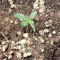 Vente de graines de cannabis LSD-25 Auto (Fast Buds)