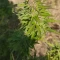 Caramelo Early Version Seeds (Delicious Seeds) - Cannabis Strain Seeds for Sale