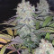 Buy Strawberry Eclair feminized seeds by G13 Labs