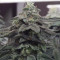 Wedding Cake feminized seeds for sale